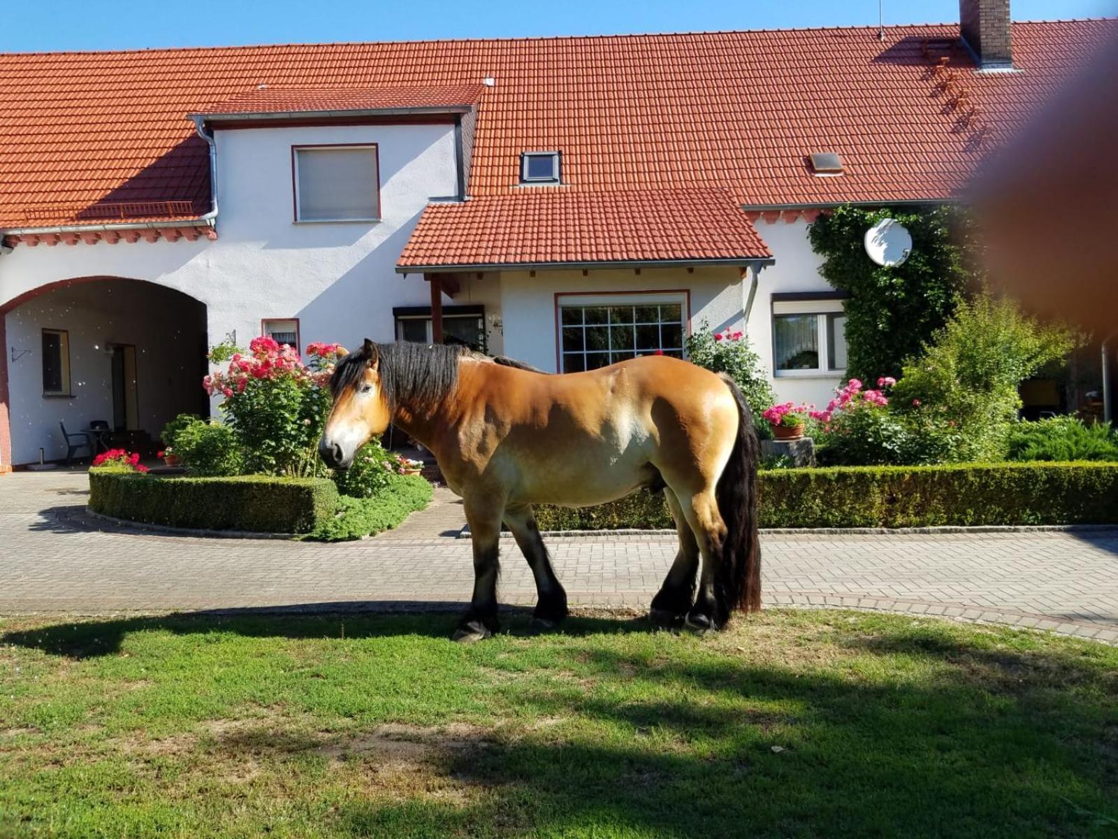Top-Moderne Ferienwohnung Und Apartments Auf Frueherem Wunderschoenen Bauernhof Im Elbe-Elster-Kreis In Brandenburg Bei Herzberg-Elster, Schoenewalde, Holzdorf Kültér fotó